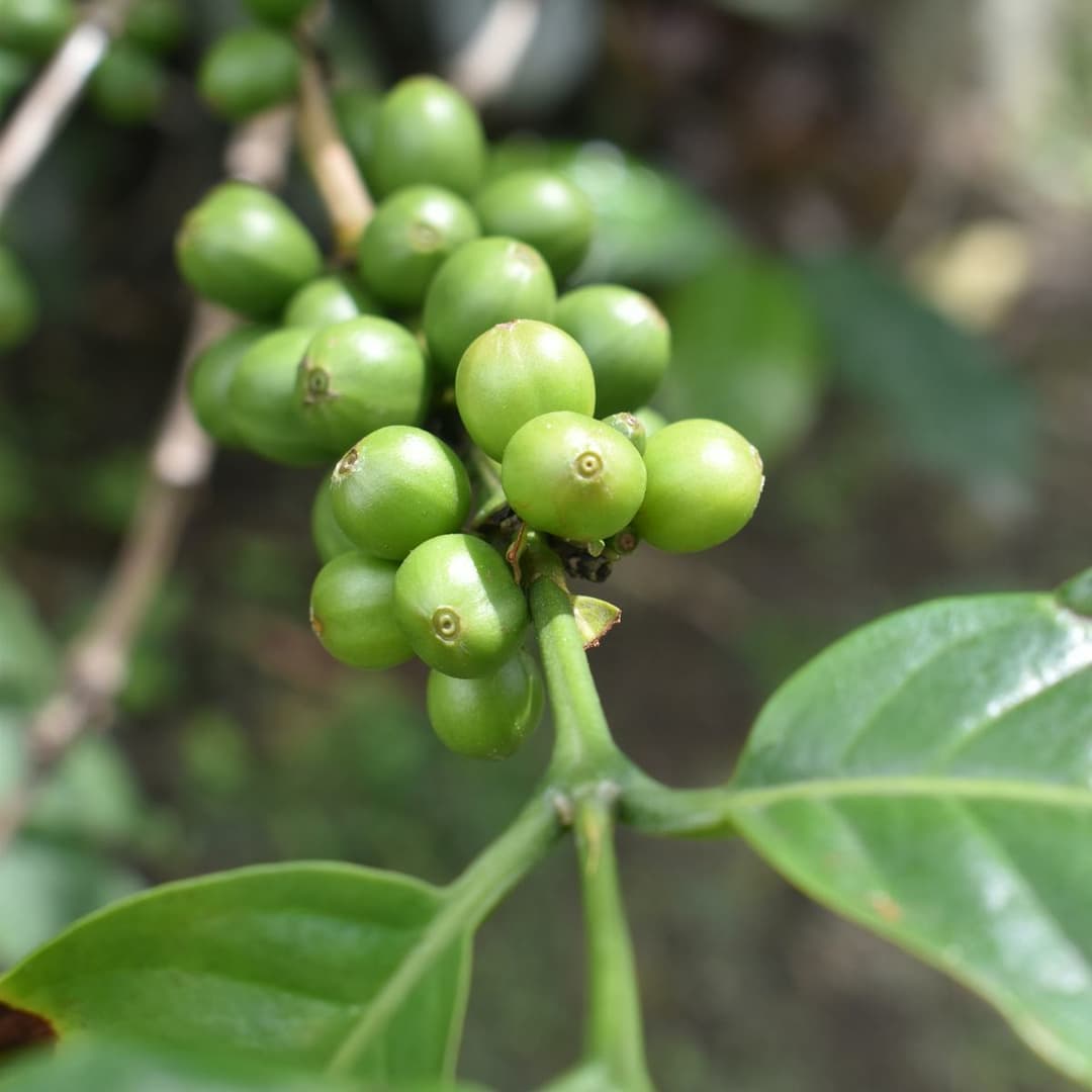Pure organic green coffee bean